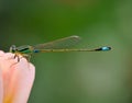 The Dragonflies stop in roses Royalty Free Stock Photo